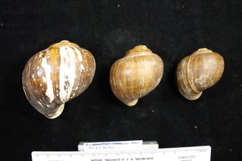 Media type: image; Malacology 258090